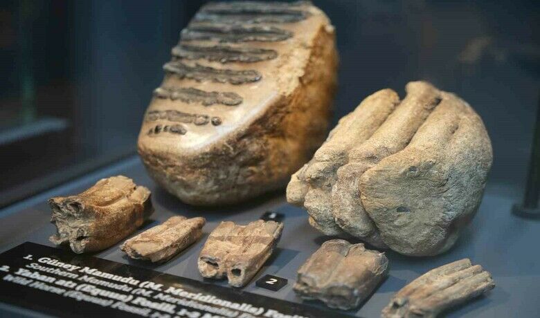 Aralarında mamut fosilinin de yer aldığı545 milyon yıllık fosiller Samsun’da sergileniyor - Samsun Müzesi’nde sergilenen Güney Mamudu fosilinin de yer aldığı 545 milyon yıllık deniz lalesi fosili ve diğer fosiller ziyaretçilerden yoğun ilgi çekiyor.
