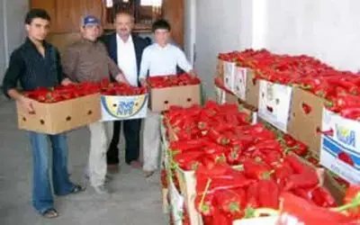 54 Bin Ton Salçalık Biber