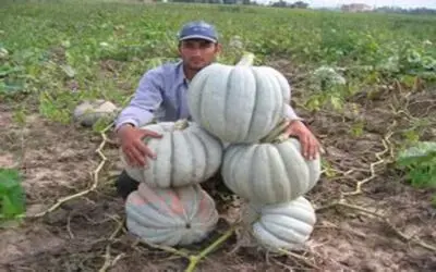 Bu kabaklar 30 kilo