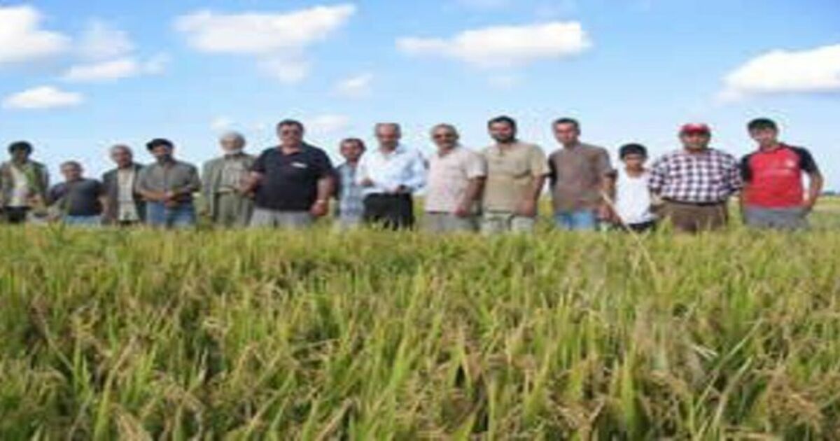 Çeltik fiyatı yankıları