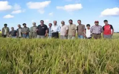Çeltik fiyatı yankıları