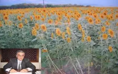 Ayçiçeği alımı başladı