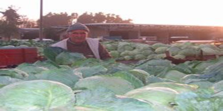 Lahana üreticisinin yüzü gülüyor - 0