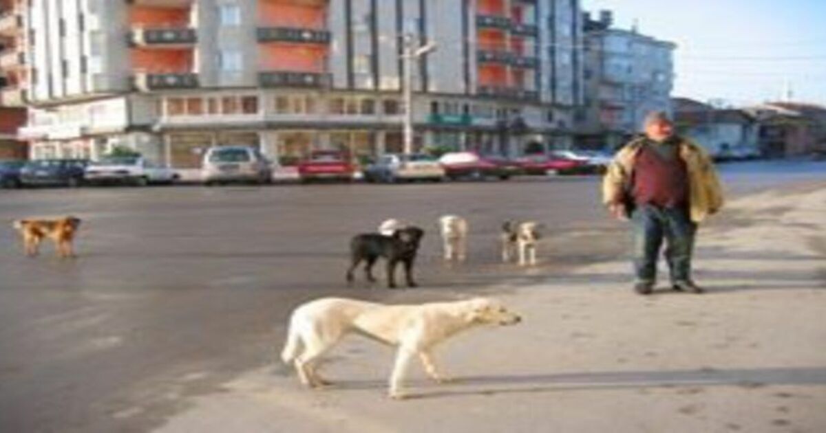Köpekli şehrin kavalcısı