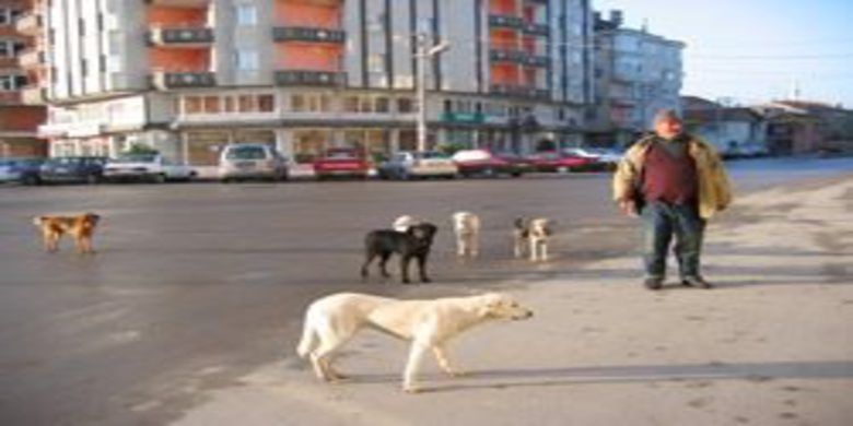 Köpekli şehrin kavalcısı - 0