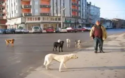Köpekli şehrin kavalcısı