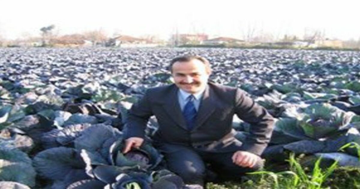 Bafra sebzesinde altın yıl