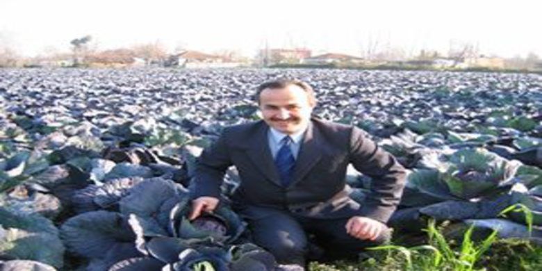 Bafra sebzesinde altın yıl - 0