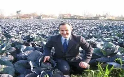Bafra sebzesinde altın yıl