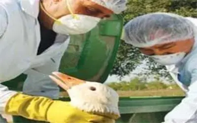 İki köyde kuş gribine rastlandı