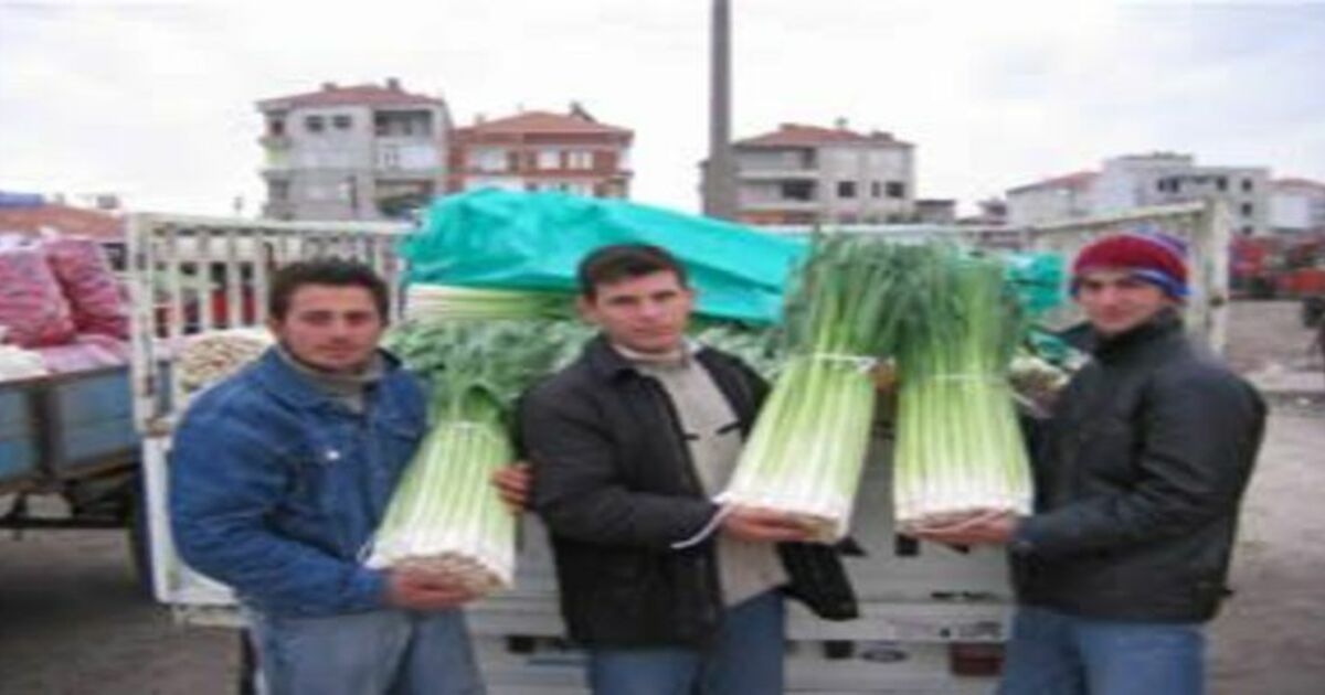 Pırasa üreticileri dertli