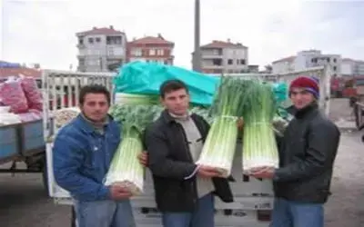 Pırasa üreticileri dertli