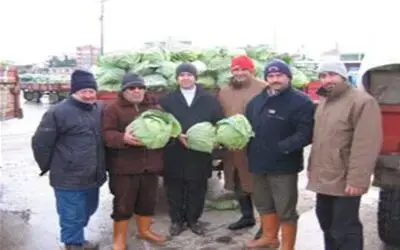 Bafra sebzeciliğinde altın yıl