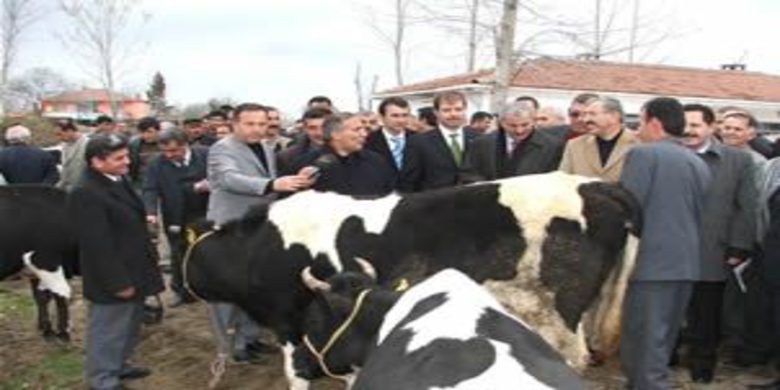 Köylülere sığır dağıtıldı - 0