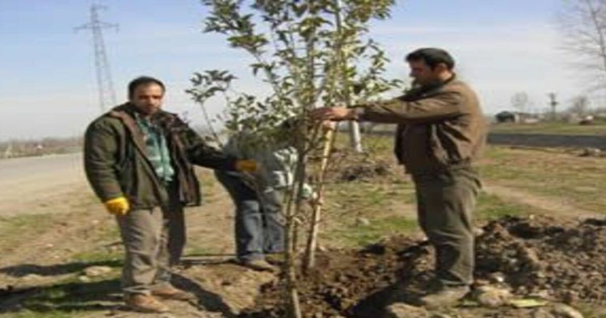 Kızılırmak seddesi üzeri ağaçlandırıldı
