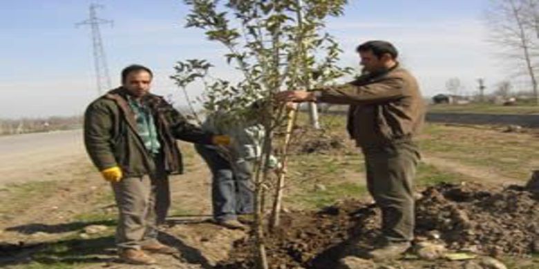 Kızılırmak seddesi üzeri ağaçlandırıldı - 0