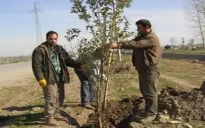 Kızılırmak seddesi üzeri ağaçlandırıldı