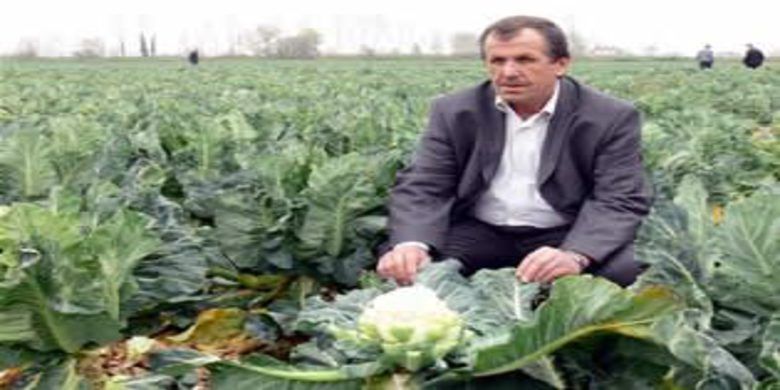 Bafra da karanabahara ilgi büyük.