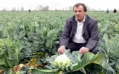 Bafra da karanabahara ilgi büyük.