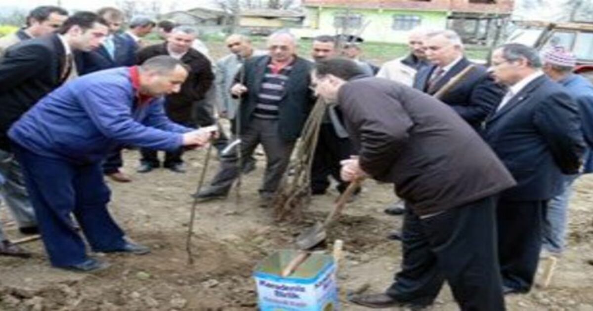 Bafra`da bodur kirazcılık yaygınlaşıyor