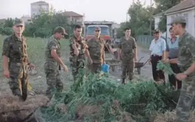 55 kök dişi hint keneviri ele geçti