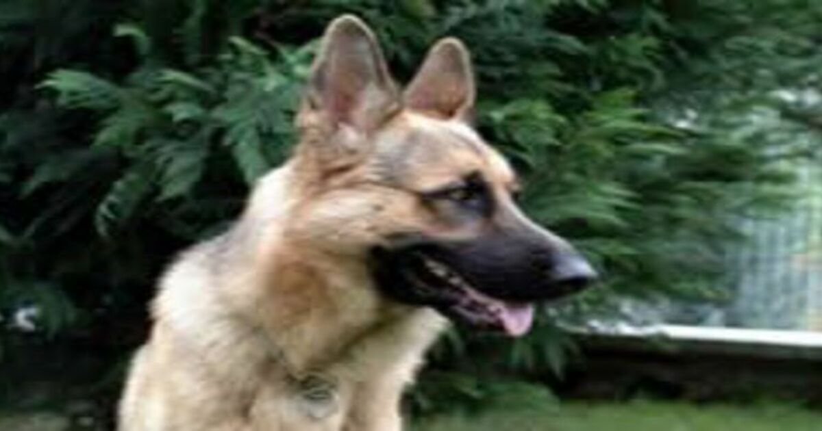 Köpeği için veteriner bulamadı.