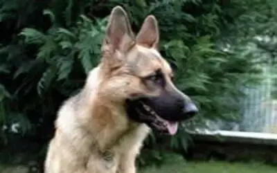 Köpeği için veteriner bulamadı.