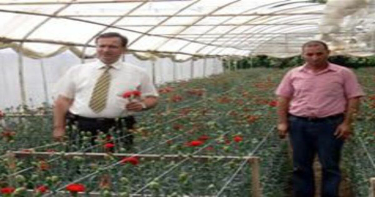 Bafra`da kesme çiçek üreticiliği