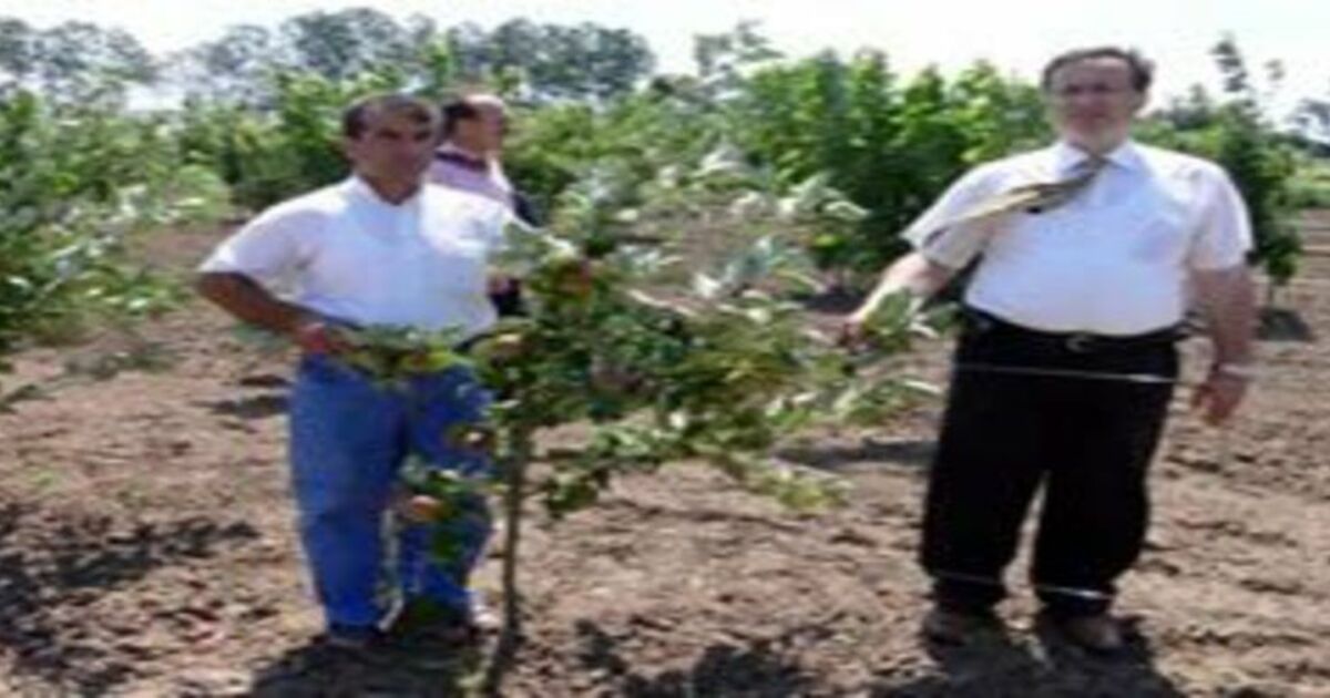 Bafra`da alternatif ürün bodur elma