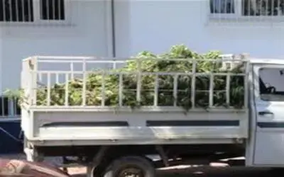 Kubar esrar yakalandı