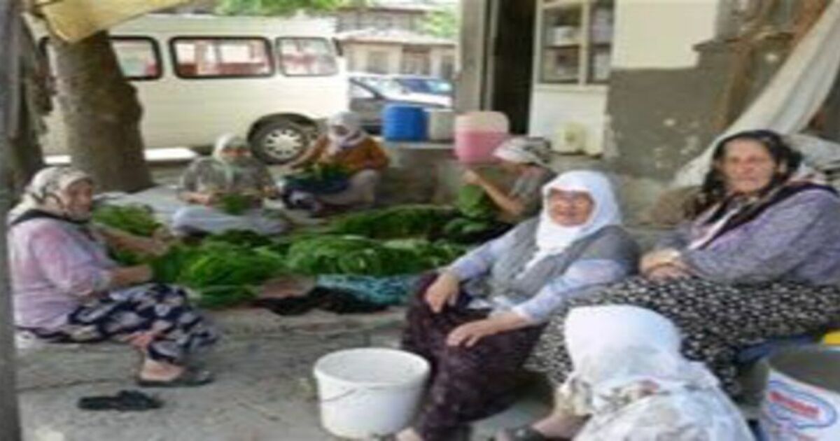TÜTÜN ÜRETİMİ BİTME...