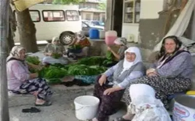 TÜTÜN ÜRETİMİ BİTME...