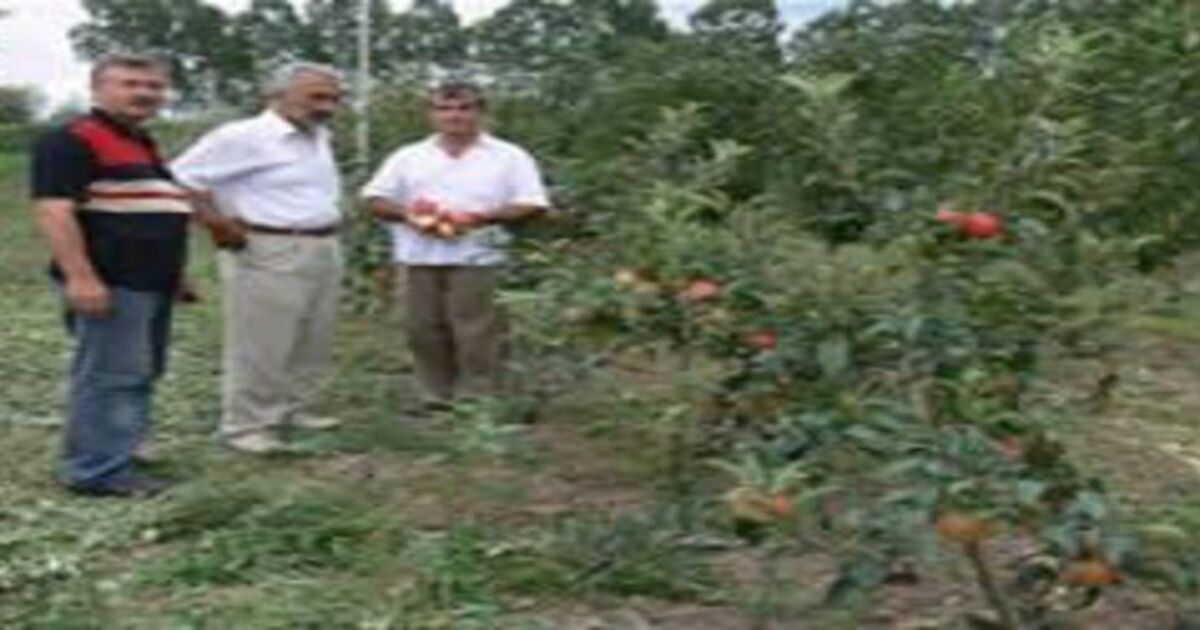 BODUR ELMA BAFRA`YI SEVDİ