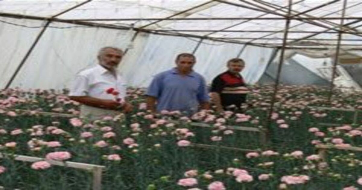ALTERNATİF ÜRÜN KARANFİL