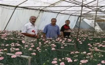 ALTERNATİF ÜRÜN KARANFİL