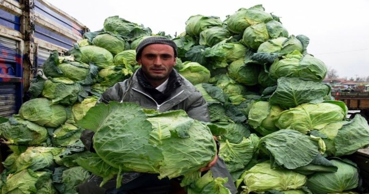 Bafra Ovası'ndaki Üreticinin Gözü Yeni Pazarlarda