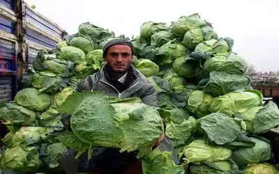 Bafra Ovası'ndaki Üreticinin Gözü Yeni Pazarlarda