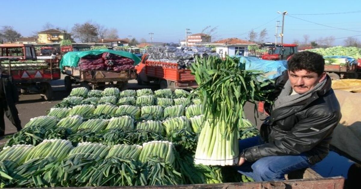 Pırasa Üreticisi Dertli Samsun'un Bafra İlçesi'nde Pırasa Üreticileri, Fiyatların Düşük Seyretmesinden Ve Ürünlerini Satamamaktan Yakındı