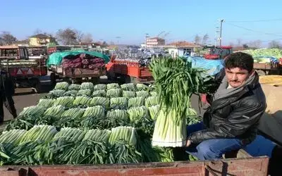 Pırasa Üreticisi Dertli Samsun'un Bafra İlçesi'nde Pırasa Üreticileri, Fiyatların Düşük Seyretmesinden Ve Ürünlerini Satamamaktan Yakındı