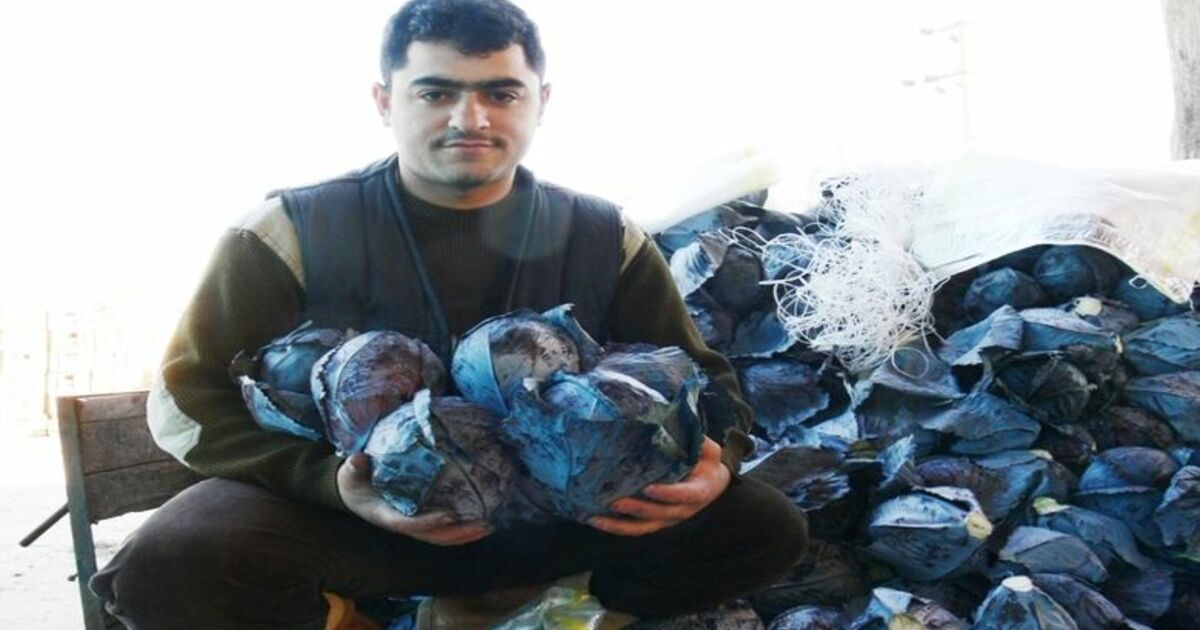 Kırmızı Lahana Üretimi Samsun'un Bafra İlçesi'nde, 2006 Yılında Yaklaşık 19 Bin Dekar Alanda Kırmızı Lahana Üretimi Yapıldığı Bildirildi