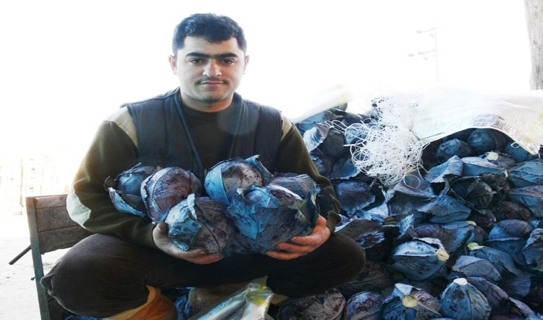 Kırmızı Lahana Üretimi Samsun'un Bafra İlçesi'nde, 2006 Yılında Yaklaşık19 Bin Dekar Alanda Kırmızı Lahana Üretimi Yapıldığı Bildirildi - Samsun'un Bafra İlçesi'nde, 2006 yılında yaklaşık 19 bin dekar alanda kırmızı lahana üretimi yapıldığı bildirildi.
