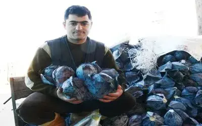 Kırmızı Lahana Üretimi Samsun'un Bafra İlçesi'nde, 2006 Yılında Yaklaşık 19 Bin Dekar Alanda Kırmızı Lahana Üretimi Yapıldığı Bildirildi