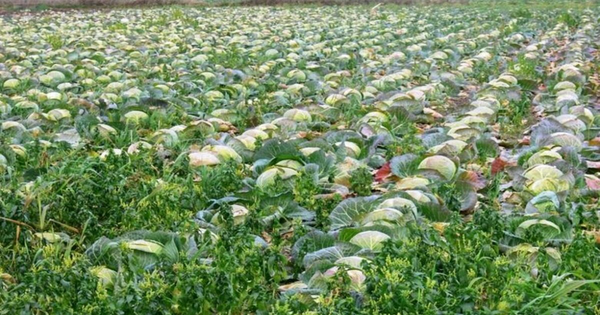 Sebze Fiyatları Borsayı Aratmıyor Bafra Ovası'ndaki Sebze Üreticileri, Yetiştirdikleri Ürünleri Satarken Fiyatların Sürekli Değişmesinden Şikayetçi