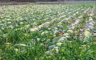 Sebze Fiyatları Borsayı Aratmıyor Bafra Ovası'ndaki Sebze Üreticileri, Yetiştirdikleri Ürünleri Satarken Fiyatların Sürekli Değişmesinden Şikayetçi