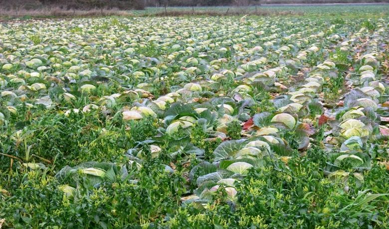 Sebze Fiyatları Borsayı Aratmıyor Bafra Ovası'ndaki SebzeÜreticileri, Yetiştirdikleri Ürünleri Satarken Fiyatların Sürekli Değişmesinden Şikayetçi - Türkiye'nin en büyük ovalarından biri olan Bafra Ovası'nda yetiştirilen ürünlerin satışında fiyatların sürekli değişmesi, üreticiyi mağdur ediyor.