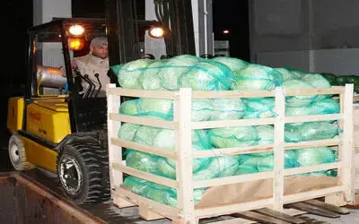 Almanya'ya Kışlık Sebze İhracatı Samsun'un Bafra Ovası'nda Yetiştirilen Kışlık Sebzeler, Almanya Pazarlarında Yer Almaya Başladı