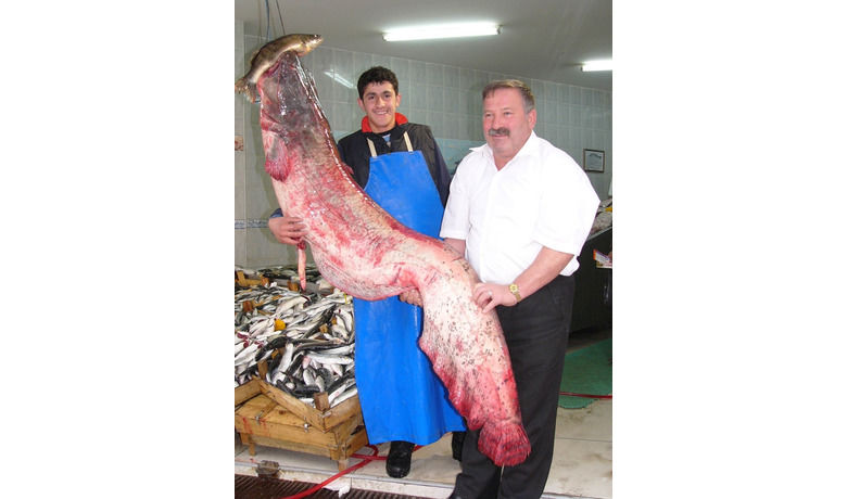 50 Kiloluk Yayın Balığı Balıkçının Yüzünü Güldürdü - Samsun'un Bafra ilçesinde Kızılırmak Nehri'nde tutulan 50 kilo ağırlığında ve 2 metre boyundaki yayın balığı, balıkçının yüzünü güldürdü.