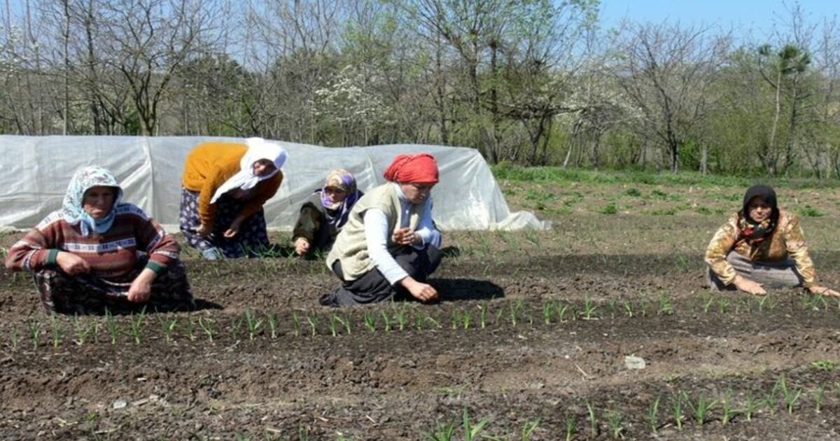 Tütün Üreticisinin Çilesi Tütün Üreticisi, Geçen Yılki Mahsulünü Satamadan Bu Yıl Üreteceği Tütün İçin Fide Yetiştirmeye Başladı
