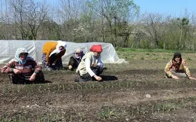 Tütün Üreticisinin Çilesi Tütün Üreticisi, Geçen Yılki Mahsulünü Satamadan Bu Yıl Üreteceği Tütün İçin Fide Yetiştirmeye Başladı