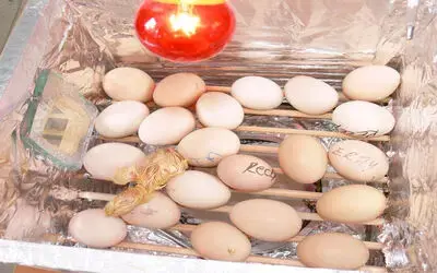İlköğretim Öğrencileri, Kuluçka Makinesi Yaptı Bafra Fevzi Çakmak İlköğretim Okulu'nun Mucit Öğrencilerinin Yaptığı 'Seyyar Kuluçka Makinesi'nin Denenmesi Sonucunda 5 Civciv Dünyaya Geldi